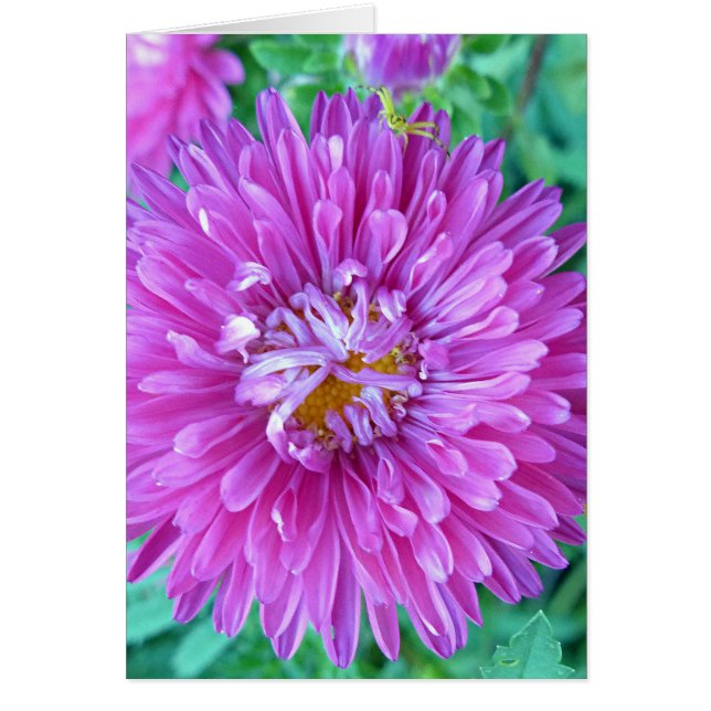 Aster mit Crab Spider (Vorne)