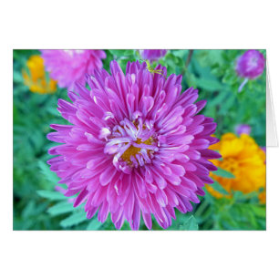 Aster mit Crab Spider