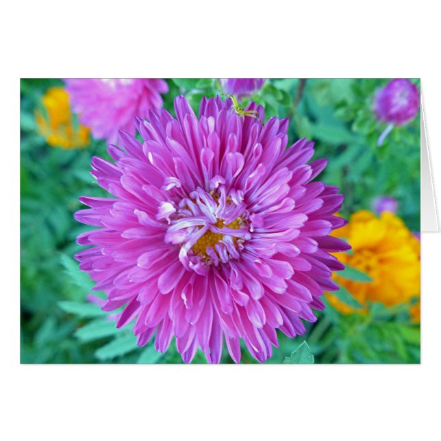 Aster mit Crab Spider (Vorderseite (Horizontal))