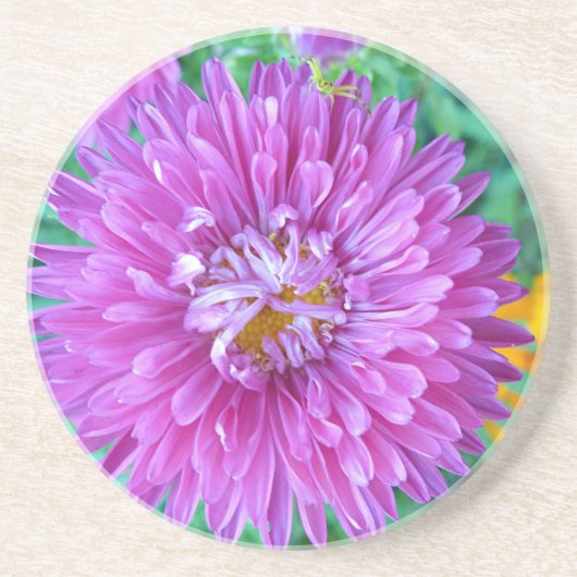 Aster mit Crab Spider Sandstein Untersetzer (Vorne)