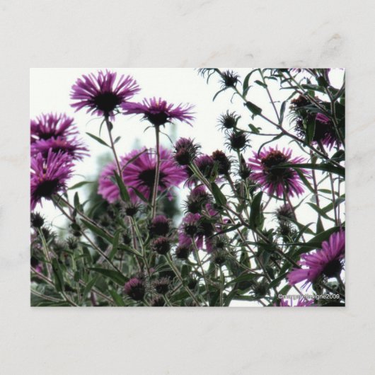 Aster mit weißem Hintergrund Postkarte (Vorderseite)