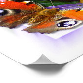 Aster ~ Poster (Ecke)