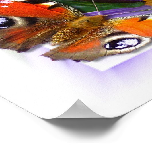 Aster ~ Poster (Ecke)