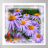 Aster ~ Poster (Vorne)