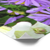 Aster Purple Yellow Green Poster (Ecke)