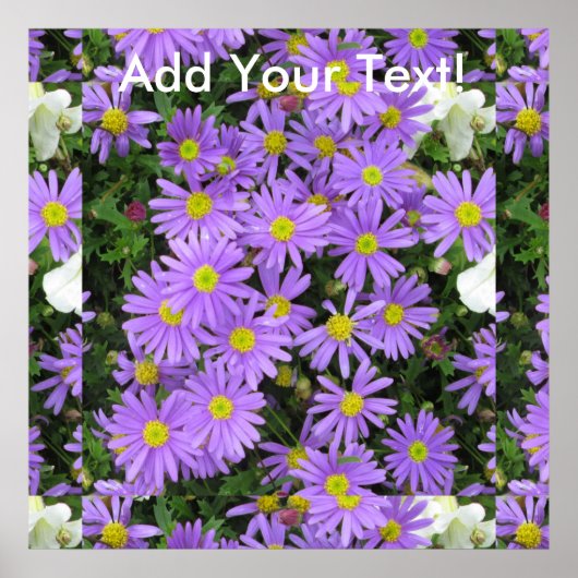 Aster Purple Yellow Green Poster (Vorne)
