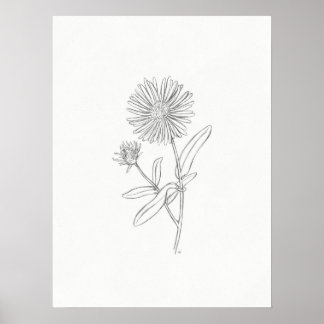 Aster Sketch Print Poster
