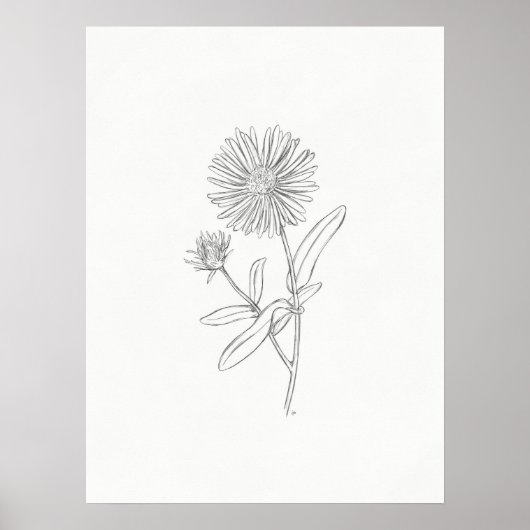 Aster Sketch Print Poster (Vorne)