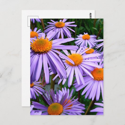 Aster-Tongolensis-Blume Postkarte (Vorne/Hinten)