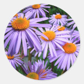 Aster-Tongolensis-Blume Runder Aufkleber (Vorderseite)
