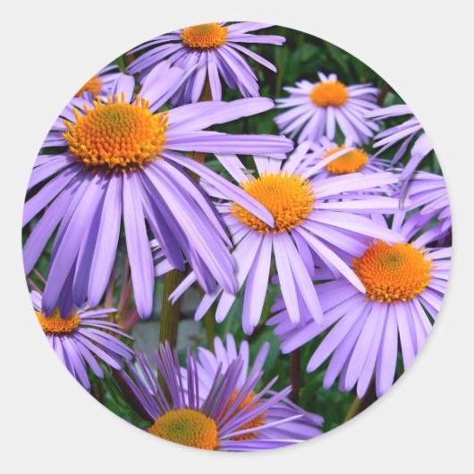 Aster-Tongolensis-Blume Runder Aufkleber (Vorderseite)