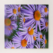Aster tongolensis puzzle (Horizontal)
