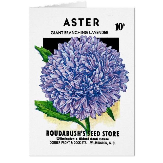 Aster-Vintages Samen-Paket (Vorne)