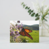 Aster Visitor Postkarte (Stehend Vorderseite)