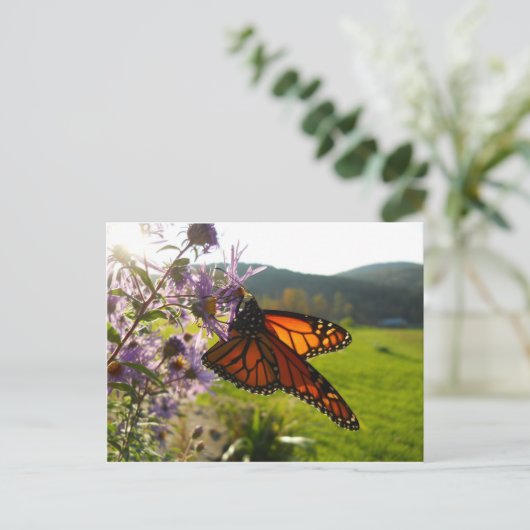 Aster Visitor Postkarte (Stehend Vorderseite)