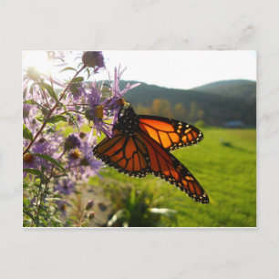 Aster Visitor Postkarte