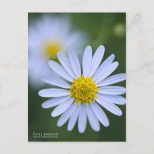 Aster yomena: Postkarte