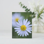 Aster yomena: Postkarte (Stehend Vorderseite)
