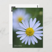 Aster yomena: Postkarte (Vorne/Hinten)