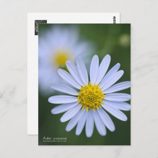 Aster yomena: Postkarte (Vorne/Hinten)