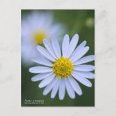 Aster yomena: Postkarte (Vorderseite)