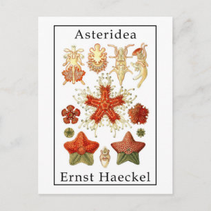 Asteridea by Ernst Haeckel Postkarte