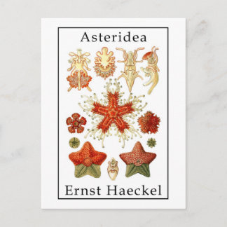 Asteridea by Ernst Haeckel Postkarte