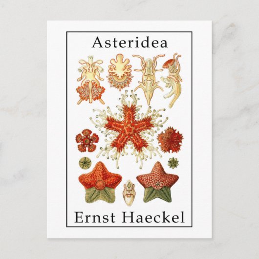 Asteridea by Ernst Haeckel Postkarte (Vorderseite)