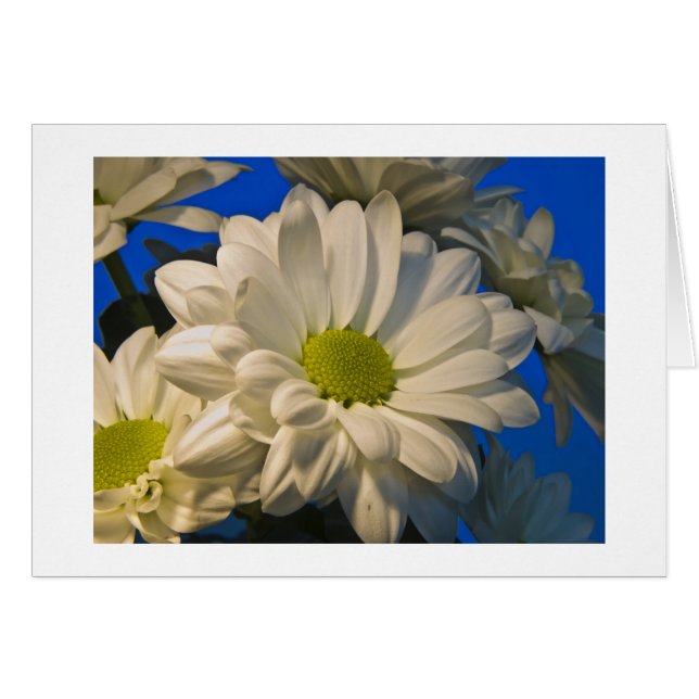 Asters (Vorderseite (Horizontal))