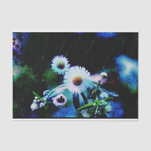 Asters Aglow Seidenpapier (Vorderseite)