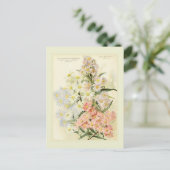 Asters (Michaelmas daisy) Postkarte (Stehend Vorderseite)