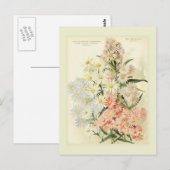 Asters (Michaelmas daisy) Postkarte (Vorne/Hinten)