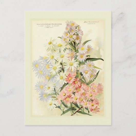 Asters (Michaelmas daisy) Postkarte (Vorderseite)