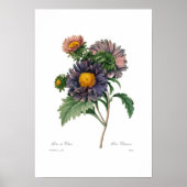 Asters Poster (Vorne)