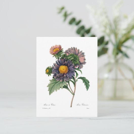 Asters Postkarte (Stehend Vorderseite)