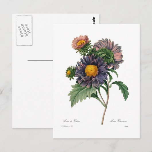 Asters Postkarte (Vorne/Hinten)