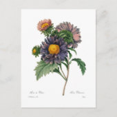 Asters Postkarte (Vorderseite)