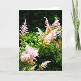 Astilbe Dankeskarte