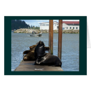 Astoria Oregon Sealions