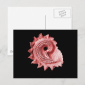 Astraea heliotropium postkarte (Vorne/Hinten)