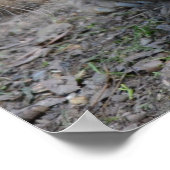 Astralian Wombat Poster (Ecke)