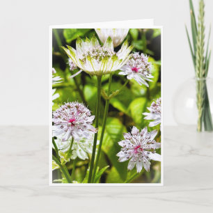 Astrantia Major, die große Blankenkarte des Meiste Einladung