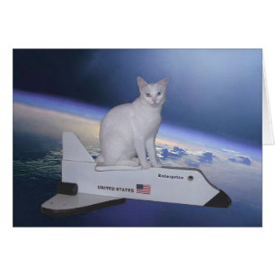 Astronautenkatze (Spirit) auf Raumfähre