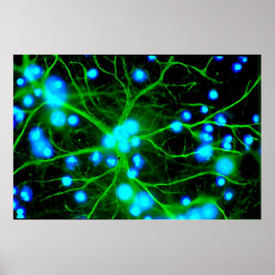 Astrozyten sind sternförmige Glialzellen im Gehirn Poster