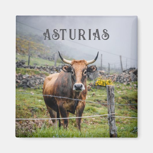 Asturias Mountain Cow Travel Magnet (Vorne)