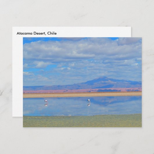 Atacama Wüste, Flamingo Chile Postcard Postkarte (Vorne/Hinten)
