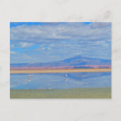 Atacama Wüste, Flamingo Chile Postcard Postkarte (Vorderseite)