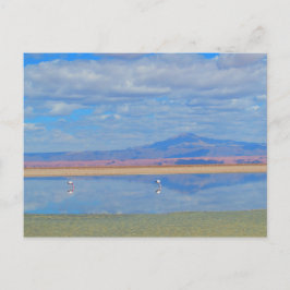 Atacama Wüste, Flamingo Chile Postcard Postkarte