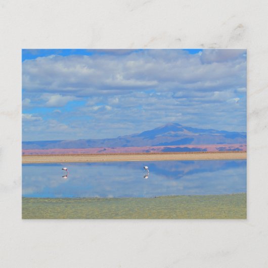 Atacama Wüste, Flamingo Chile Postcard Postkarte (Vorderseite)