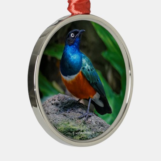 Atemberaubend African Superb Starling Songbird Ornament Aus Metall (Rechts)